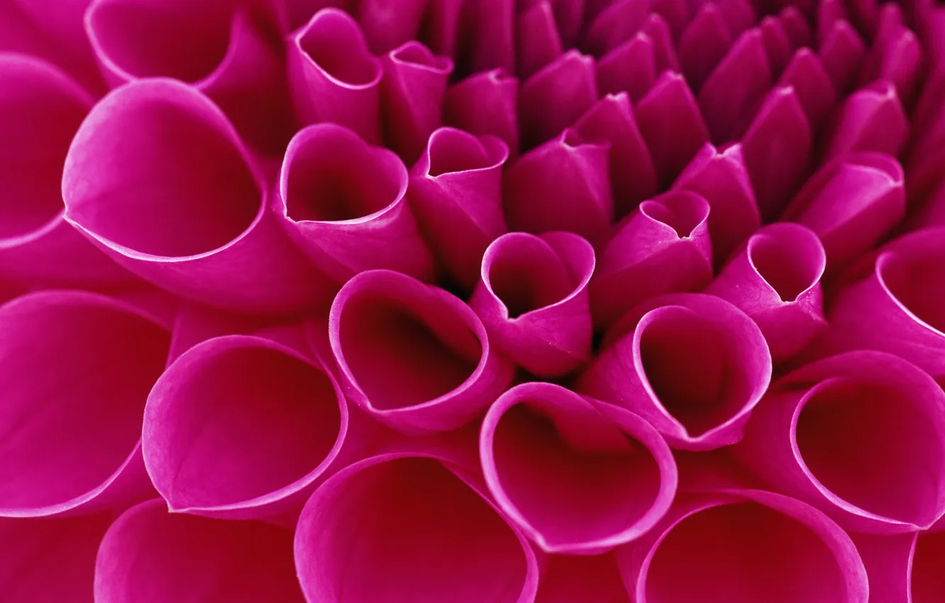 Photo wallpaper macro, flowers, beautiful