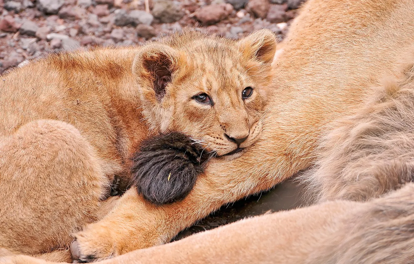 Photo wallpaper sadness, Leo, lies, looks, lion, mom's tail