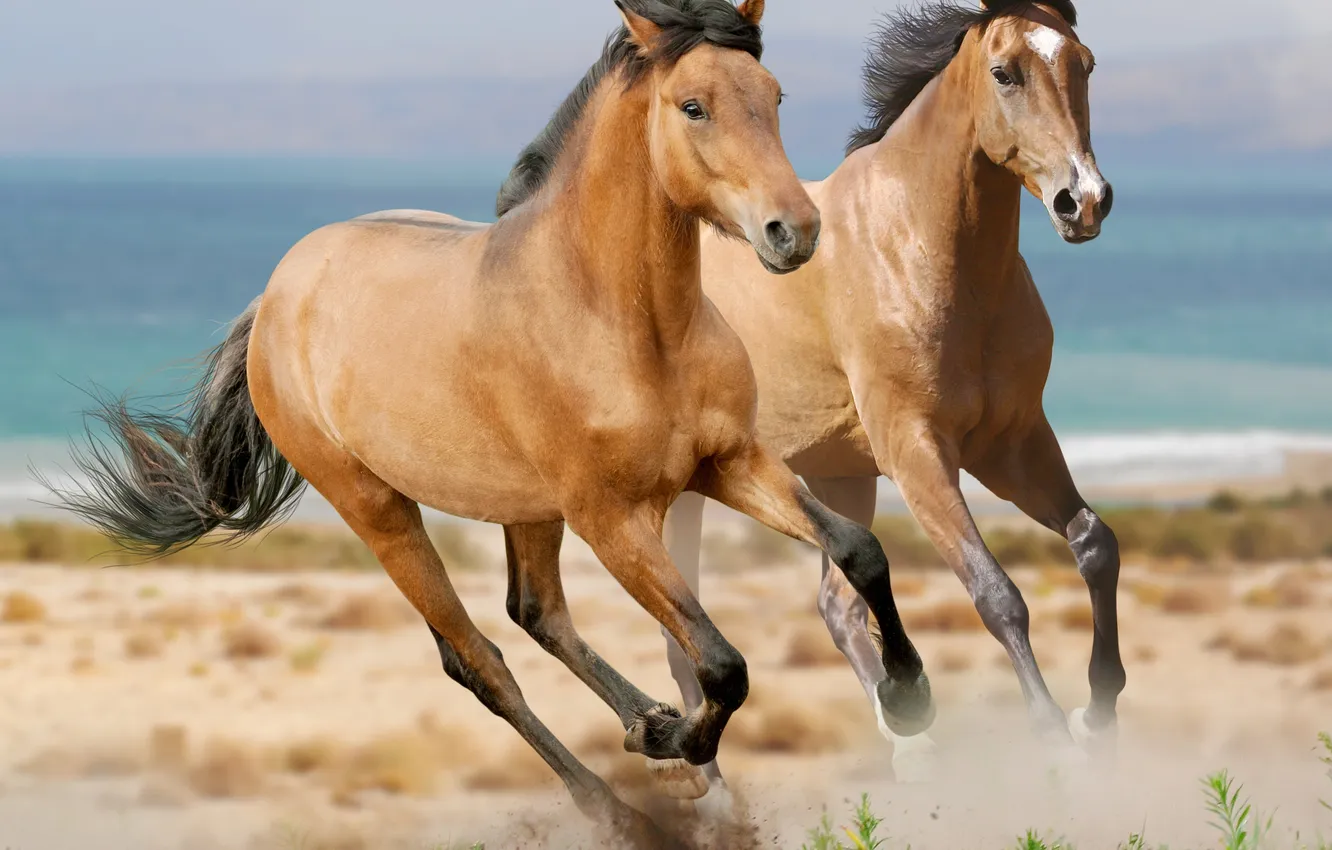 Photo wallpaper sea, horse, running