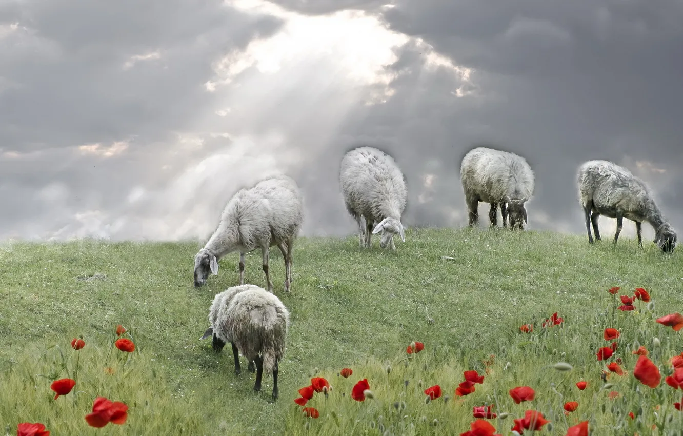 Photo wallpaper field, sheep, Maki