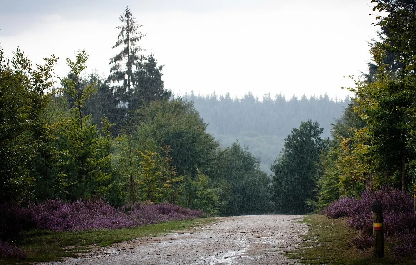 Photo wallpaper road, nature, rain, Wallpaper, wallpapers