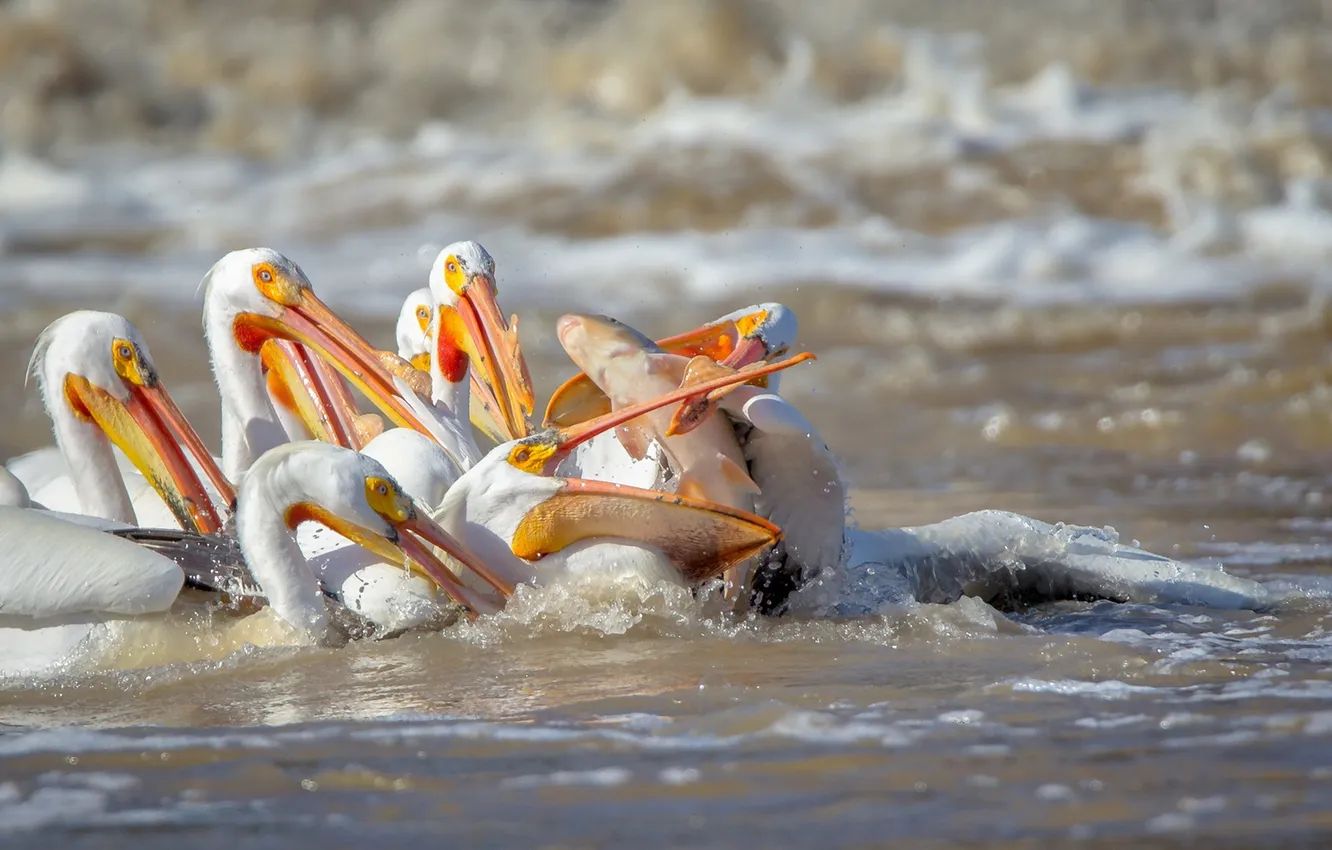Photo wallpaper bird, fish, Pelican