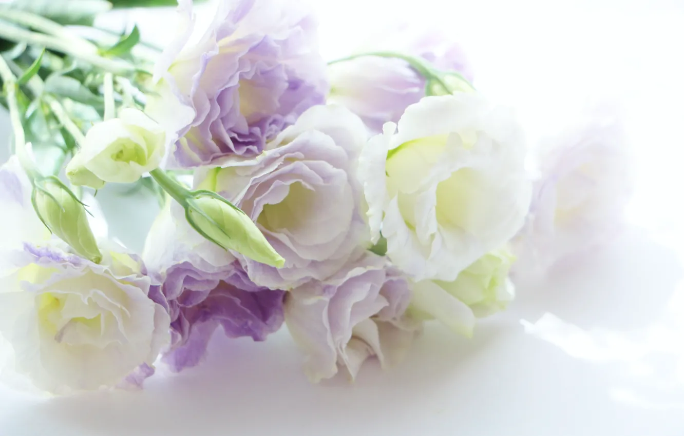 Photo wallpaper flowers, Eustoma, white-lilac