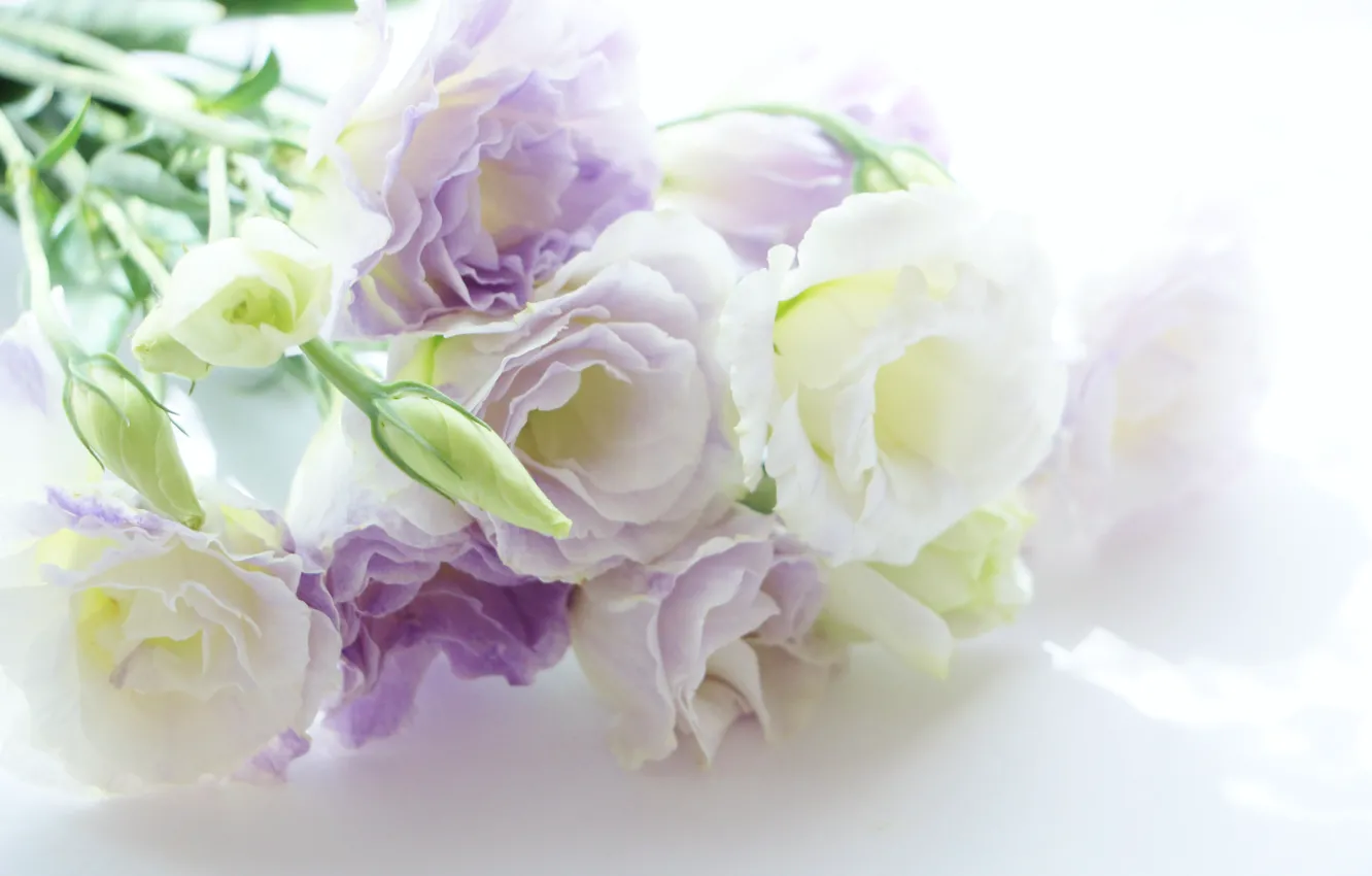 Photo wallpaper flowers, eustoma, white-lilac