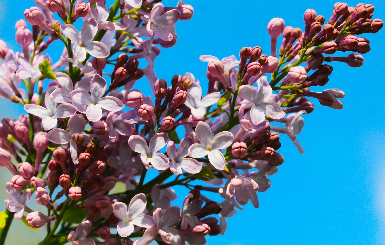 Photo wallpaper flower, spring, lilac, twig, blooming