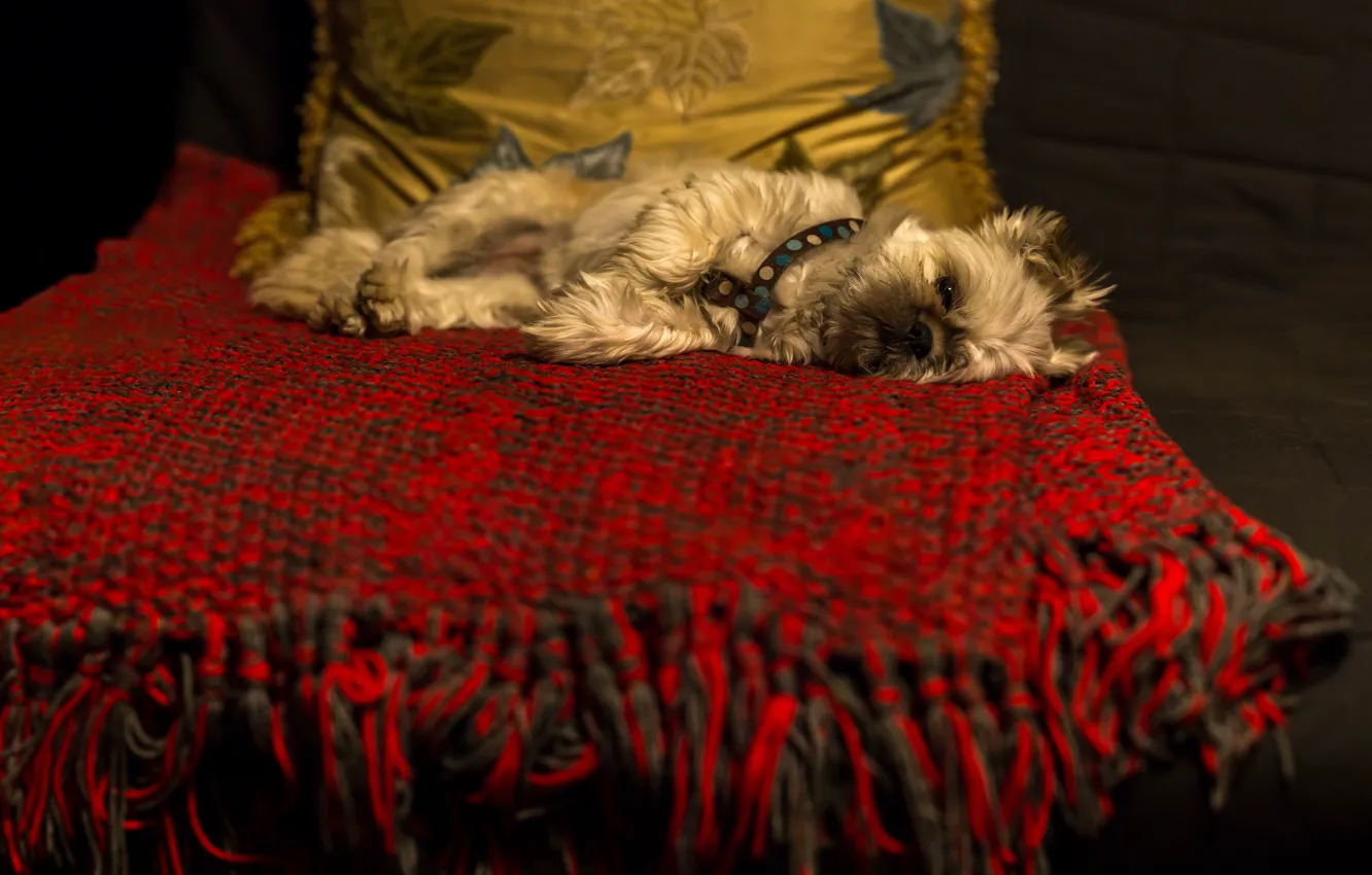 Photo wallpaper the dark background, room, sofa, dog, pillow, lies, plaid, dog