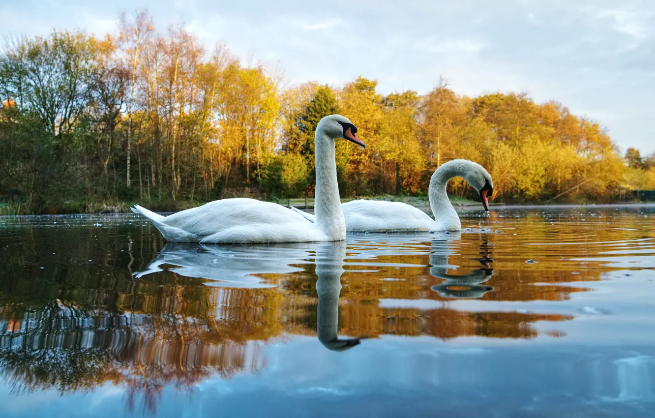 Photo wallpaper autumn, reflection, pair, swans, pond, two swans