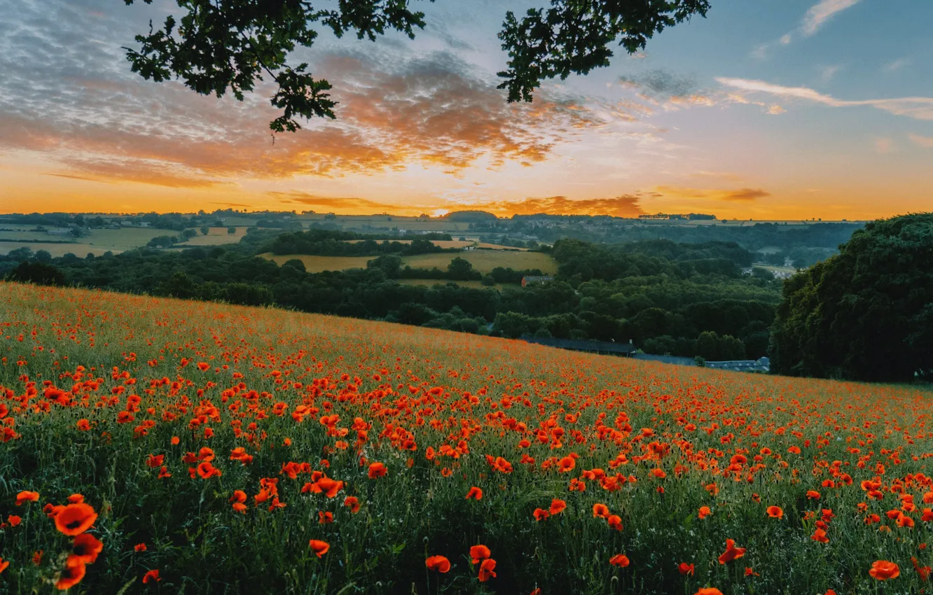 Photo wallpaper field, flowers, Maki