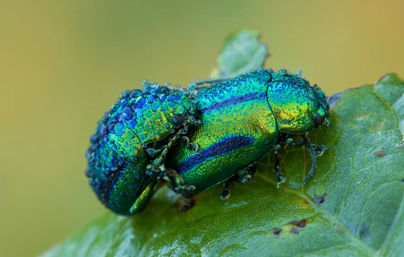 Photo wallpaper drops, macro, green, Rosa, background, two, leaf, beetle