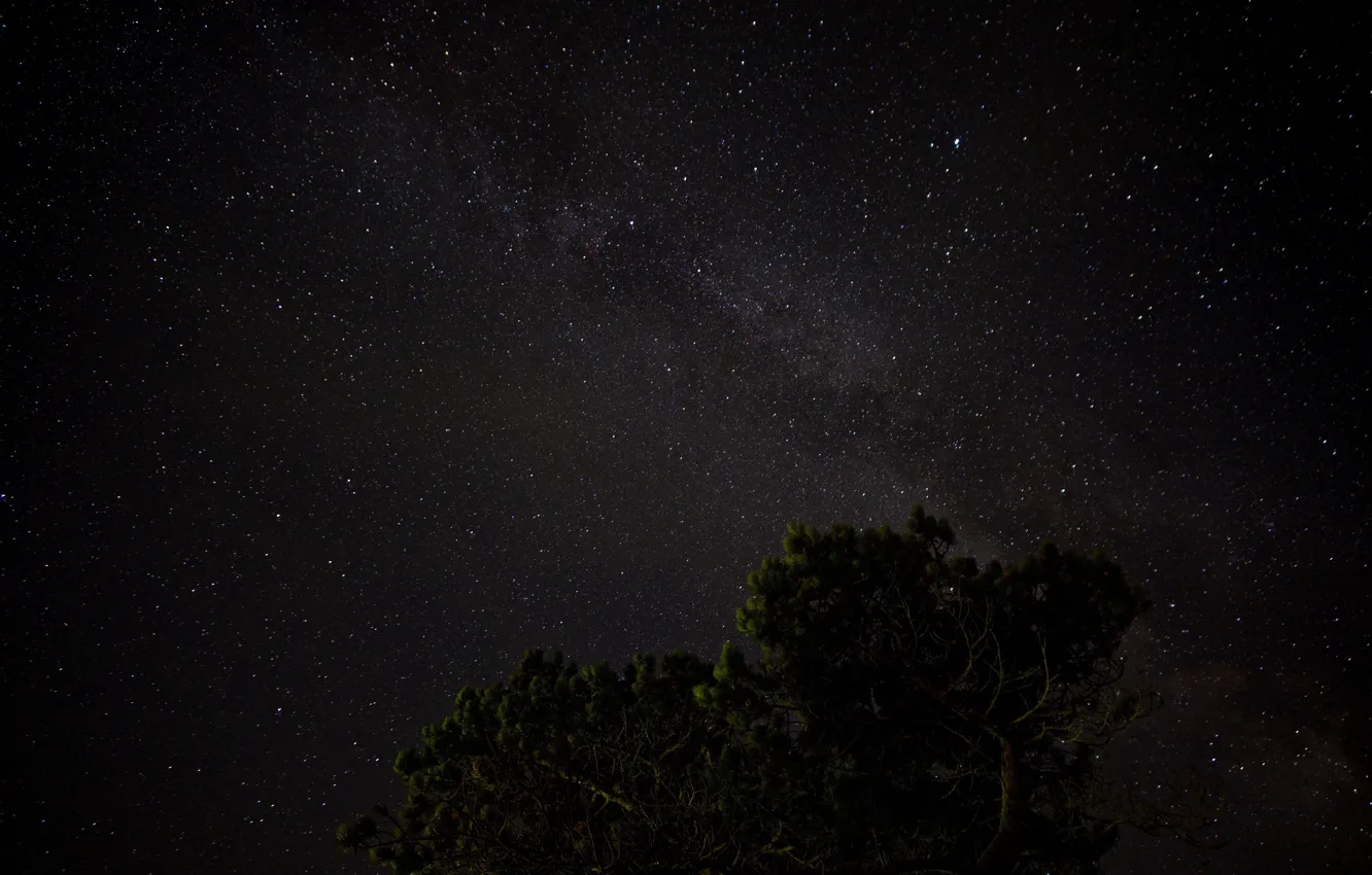 Photo wallpaper stars, trees, night, the milky way
