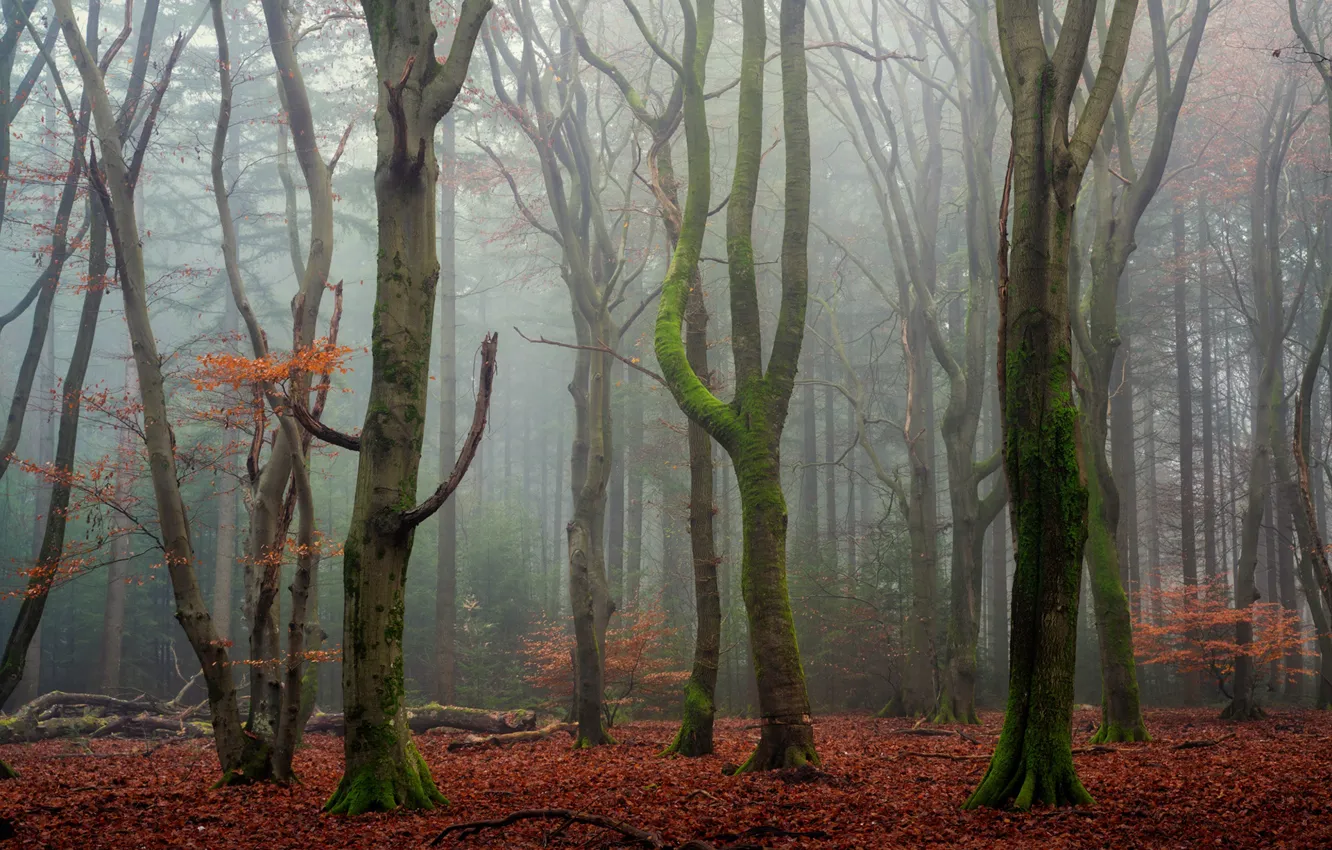 Photo wallpaper forest, trees, nature, fog