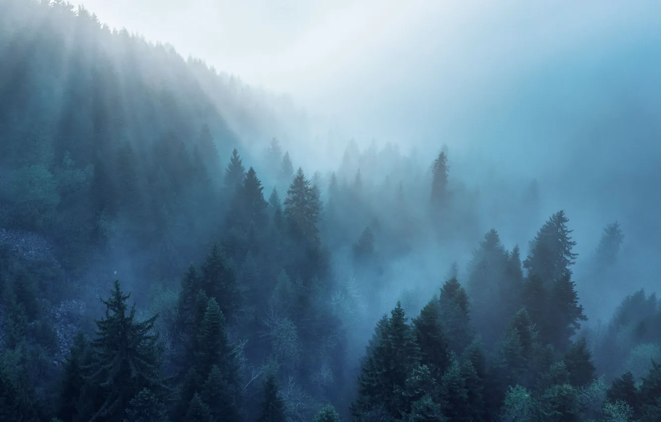 Photo wallpaper forest, rays, light, trees, nature, fog, morning