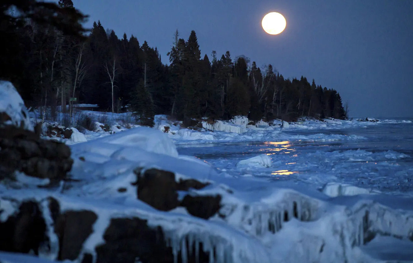 Photo wallpaper winter, forest, the sky, snow, trees, landscape, night, nature