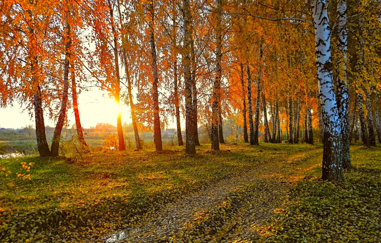 Photo wallpaper road, autumn, the sun, landscape, sunset, nature, yellow leaves, birch