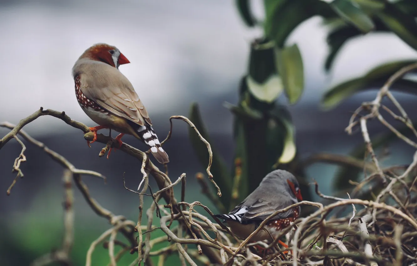 Photo wallpaper branches, bird, feathers, socket