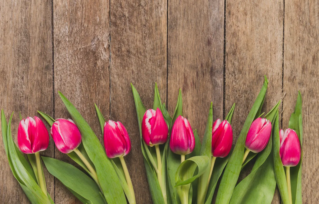 Photo wallpaper flowers, tulips, pink, fresh, wood, pink, flowers, tulips