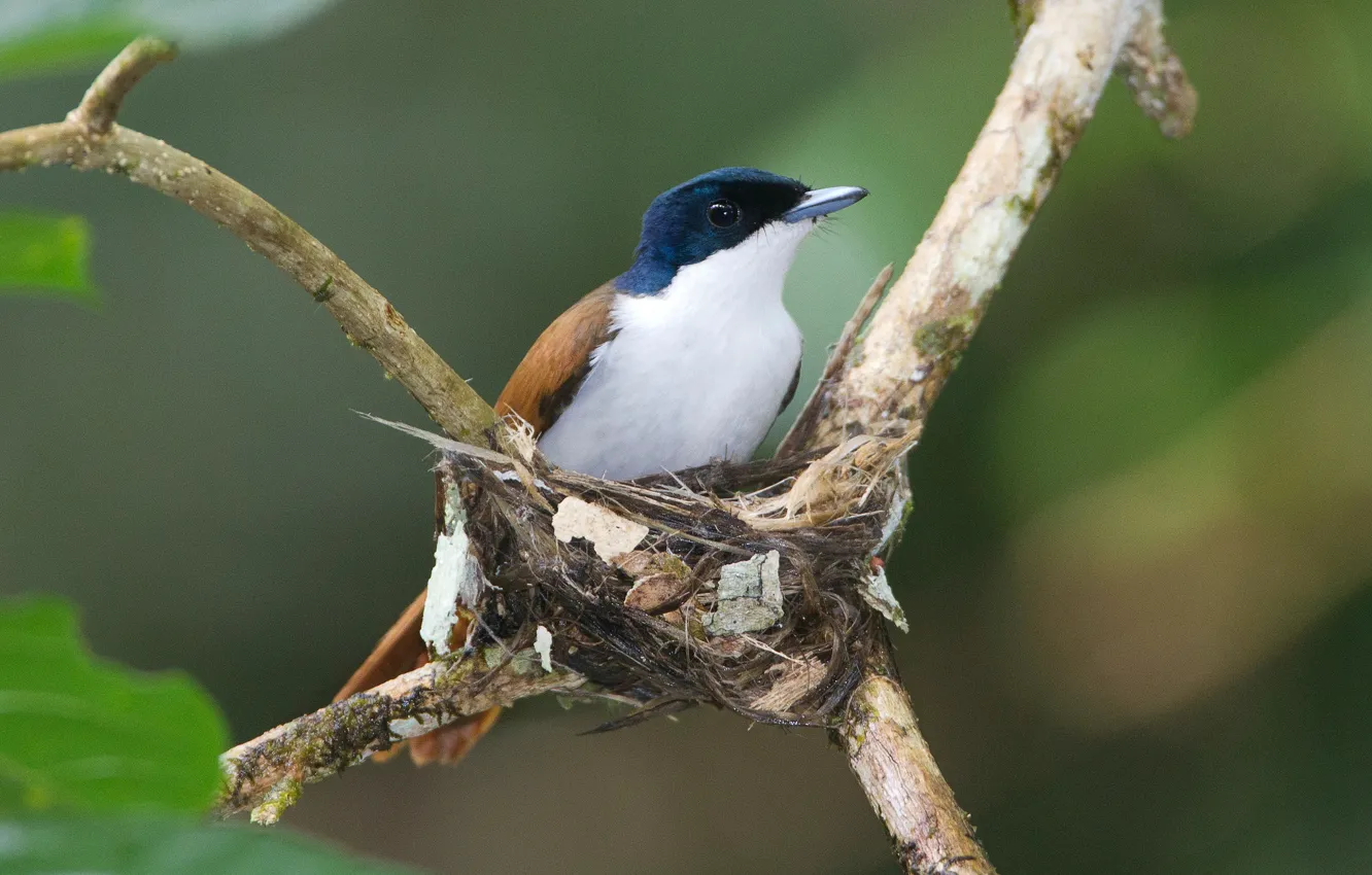 Photo wallpaper branches, bird, socket, female, Shinning Flycatcher