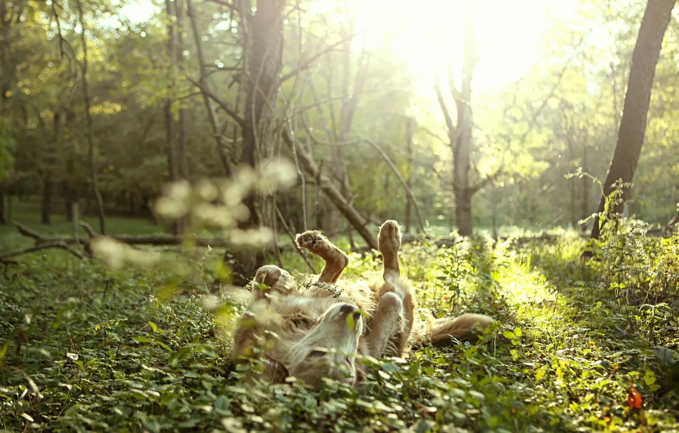 Photo wallpaper freedom, nature, each, dog