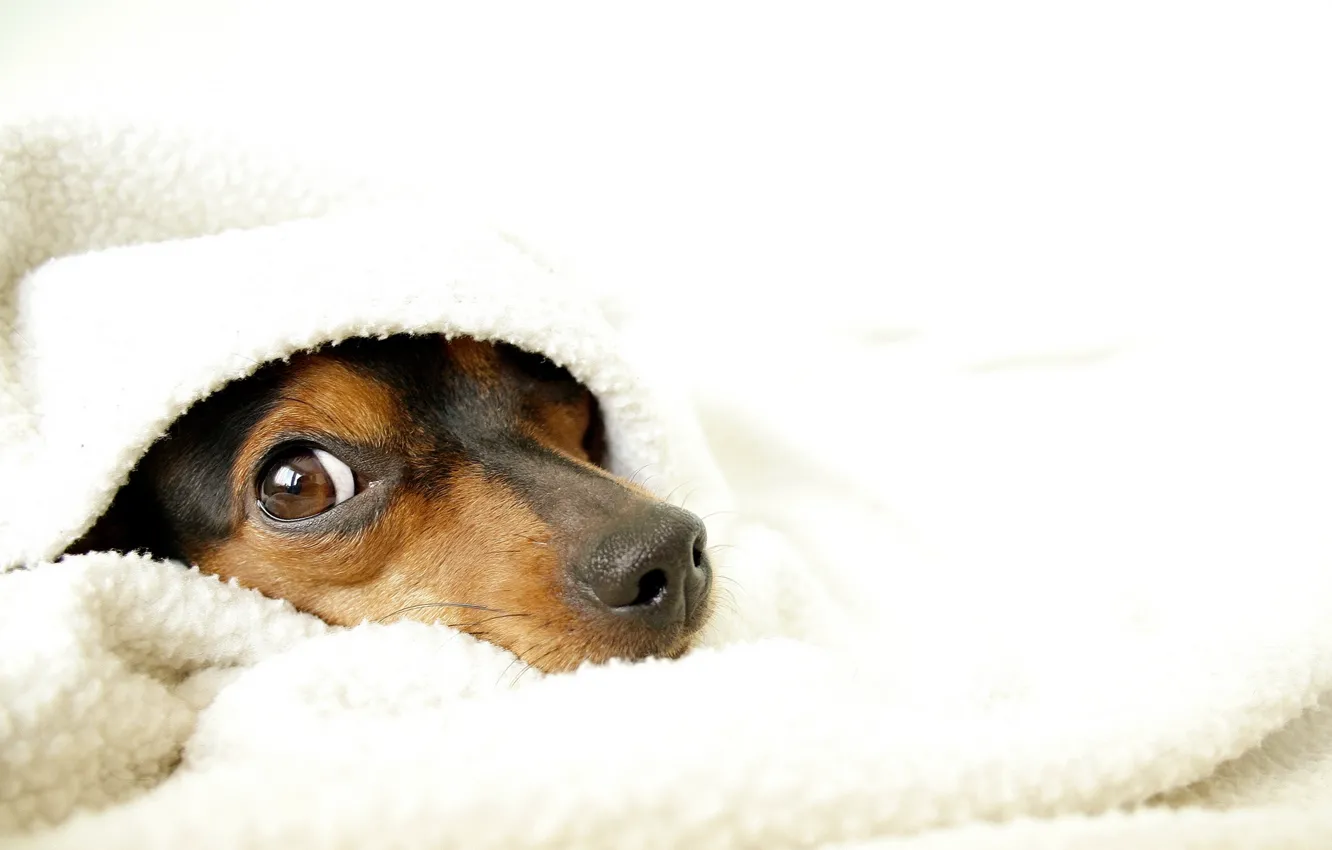Photo wallpaper comfort, dog, blanket