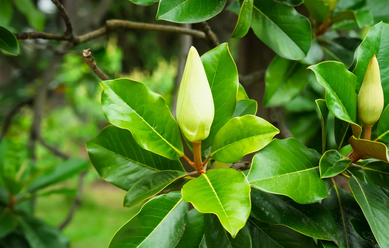 Photo wallpaper greens, summer, flowers, Magnolia, Sochi, Sochi Arboretum Park