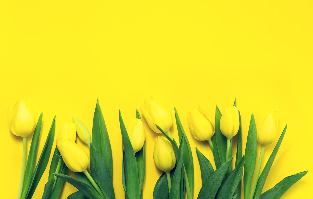 Photo wallpaper Tulips, Yellow, Background, Buds