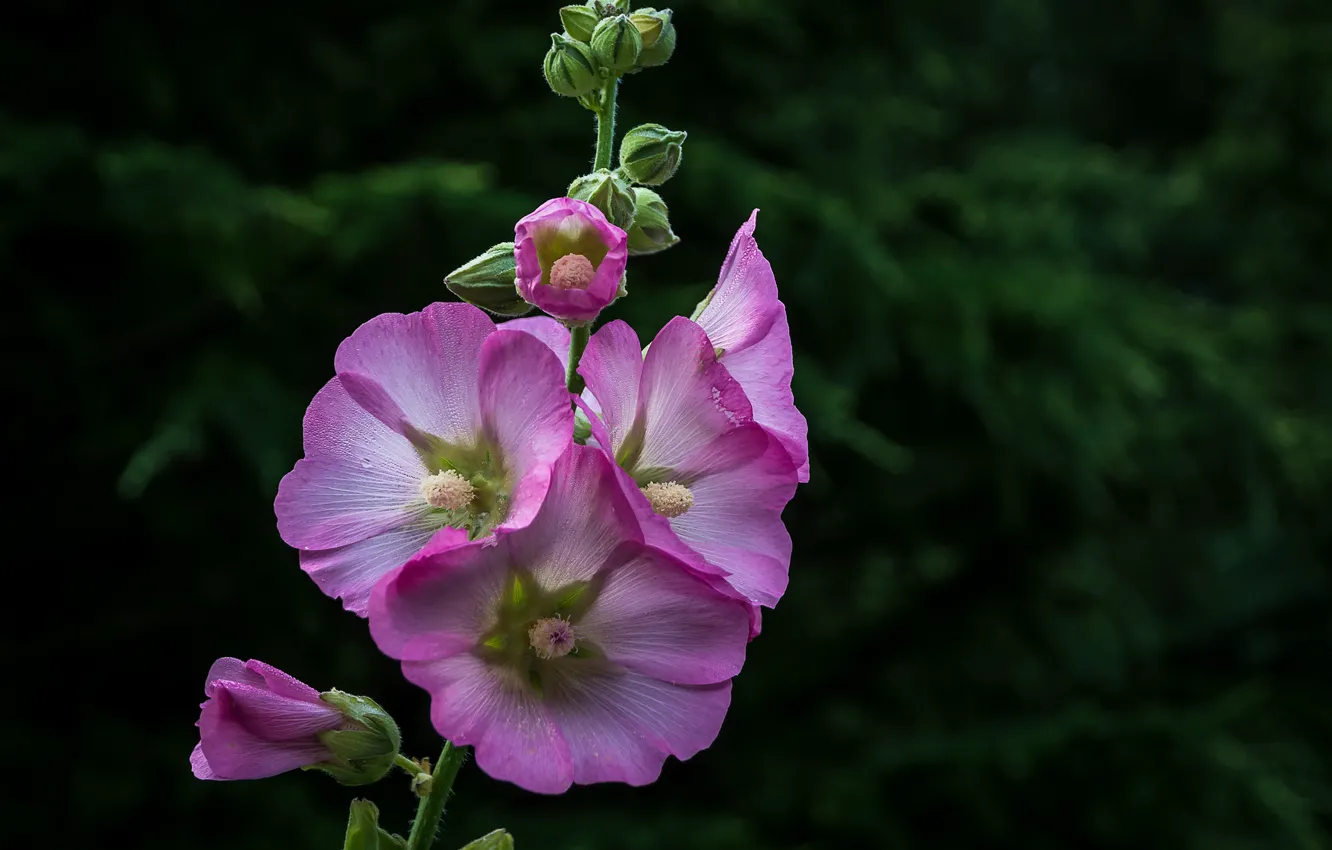 Photo wallpaper flowers, pink, mallow