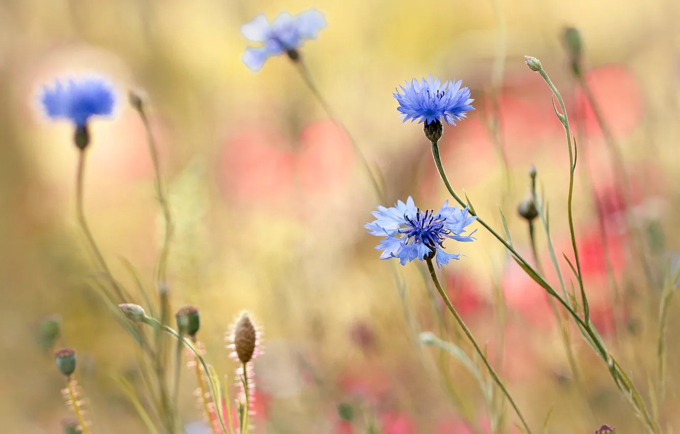 Photo wallpaper flowers, background, blue, bokeh, cornflowers