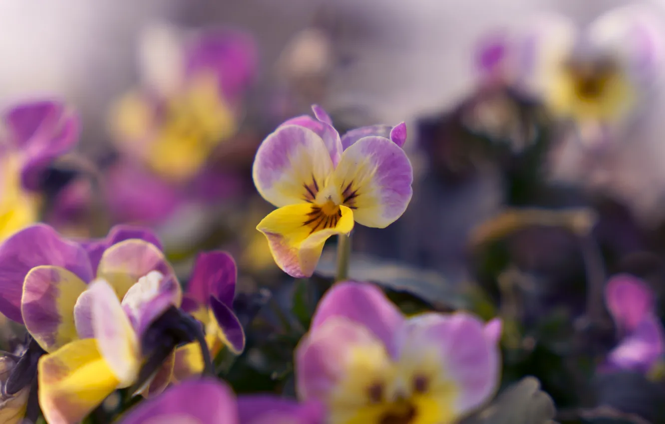 Photo wallpaper flowers, spring, yellow, Pansy, lilac, bokeh, viola