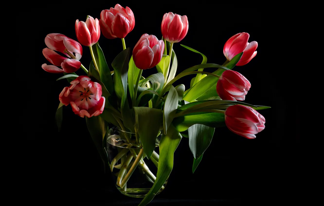 Photo wallpaper leaves, flowers, bouquet, tulips, vase, black background, buds