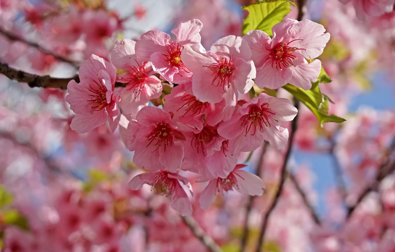 Photo wallpaper the sky, branches, spring, Sakura, flowering, pink, blossom, sakura