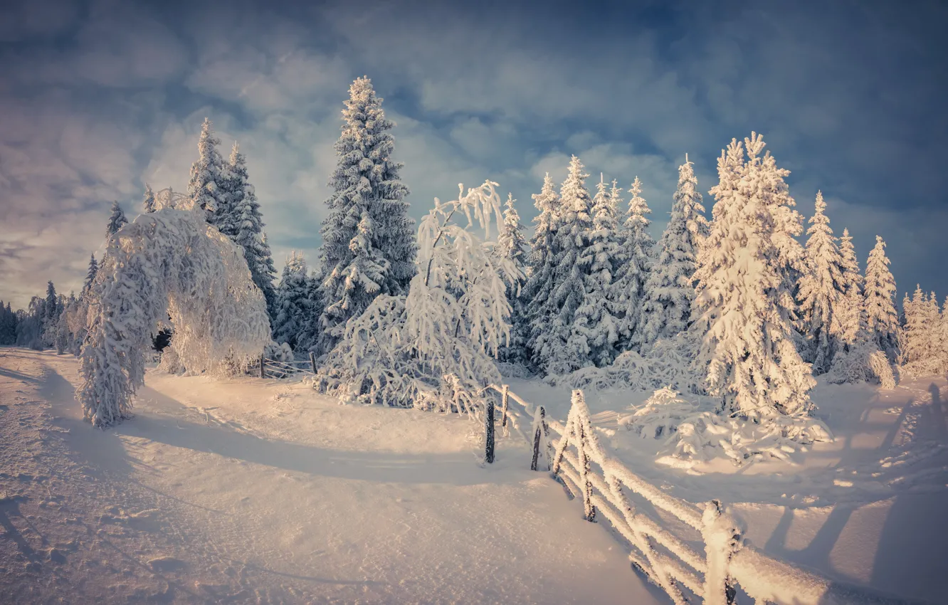 Photo wallpaper winter, snow, trees, nature, nature, winter, snow, tree