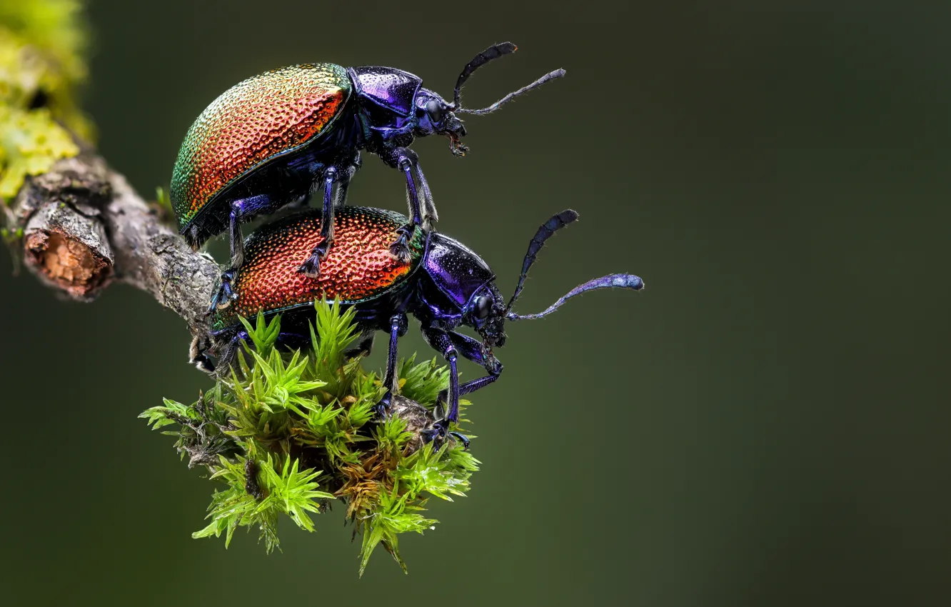 Photo wallpaper macro, Wallpaper, beetle, insect, blurred background, closeup