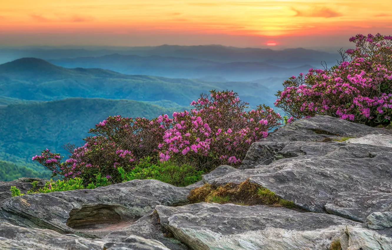 Photo wallpaper mountains, Azalea, rhododendrons