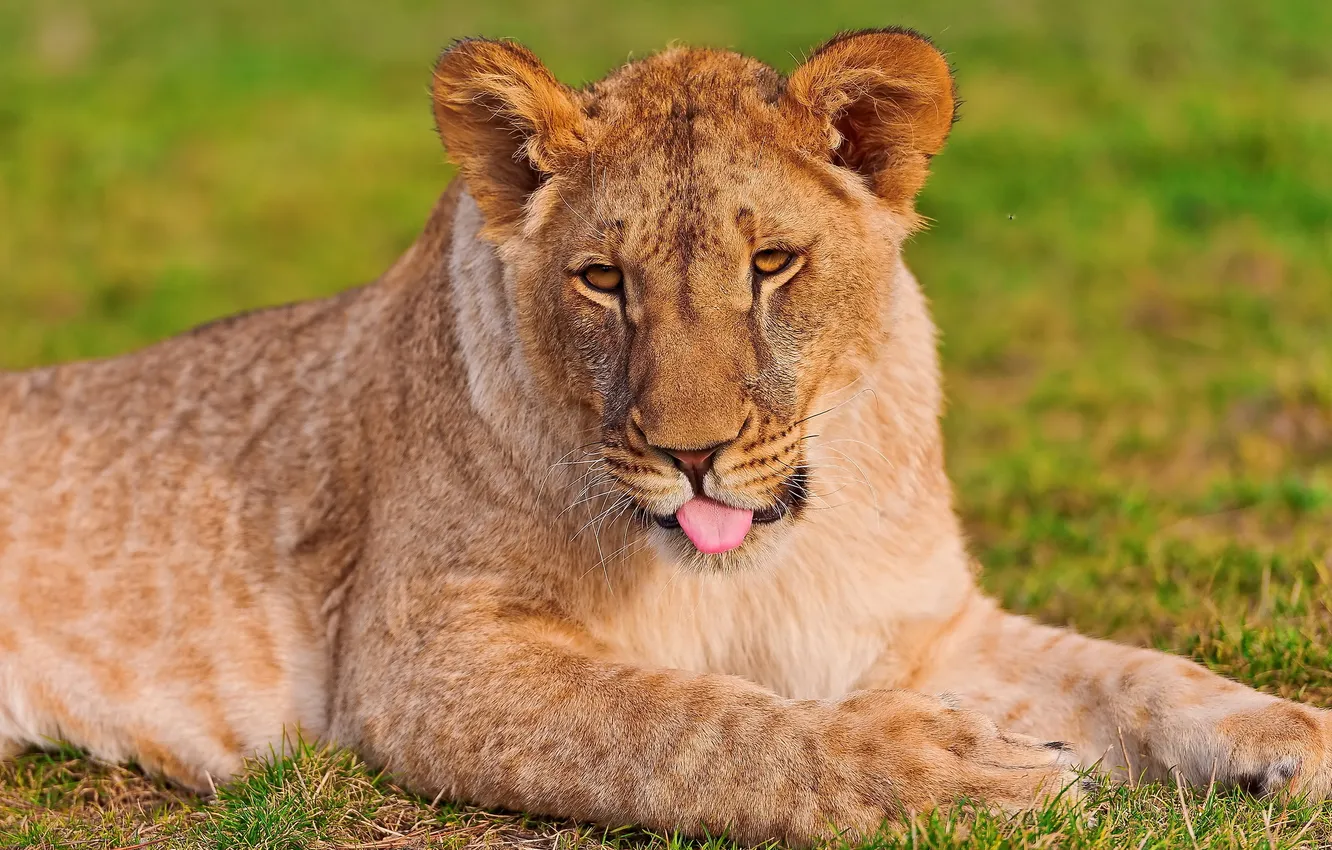 Photo wallpaper language, face, Leo, on the grass, lion