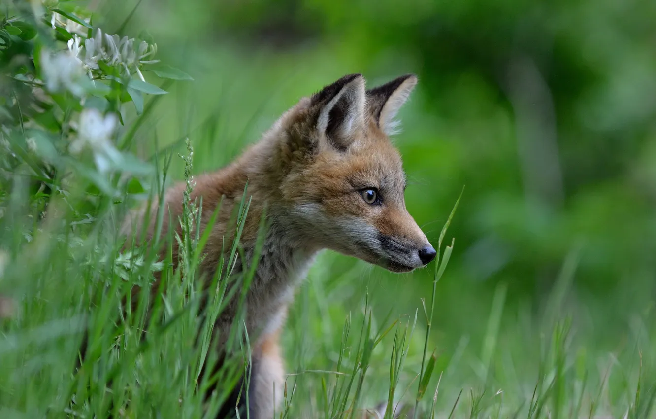 Photo wallpaper grass, look, Fox, profile, cub, Fox, Fox