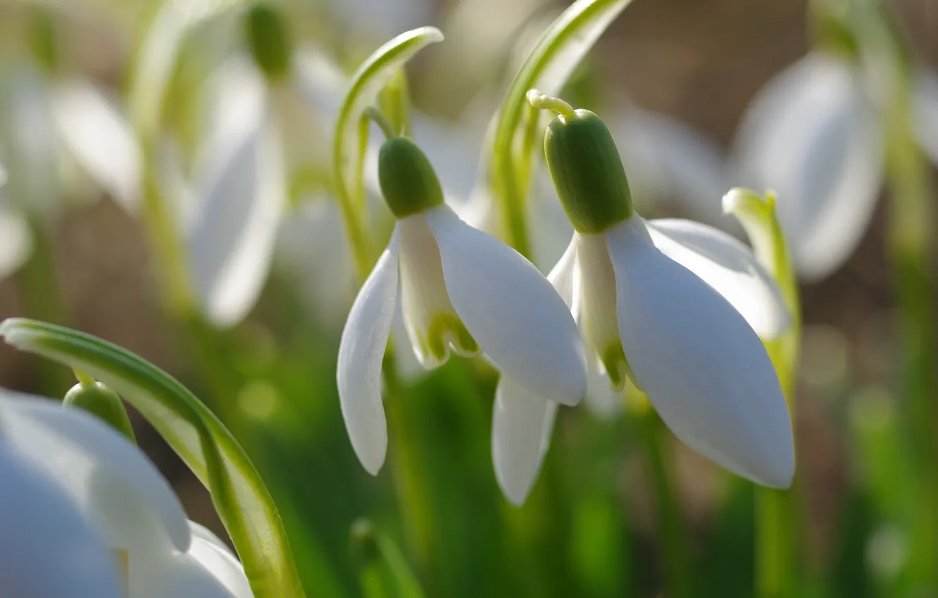 Photo wallpaper macro, spring, petals, snowdrops
