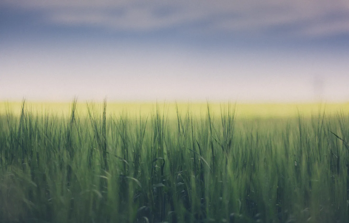 Photo wallpaper wheat, field, the sky, clouds, the countryside, farm, bokeh, sunlight
