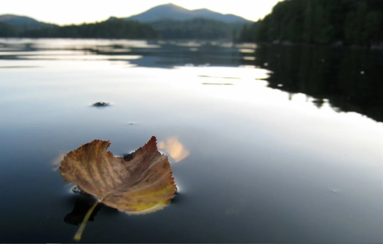 Photo wallpaper leaves, river, the evening