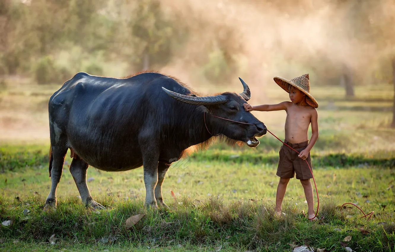 Photo wallpaper person, Buffalo, villager