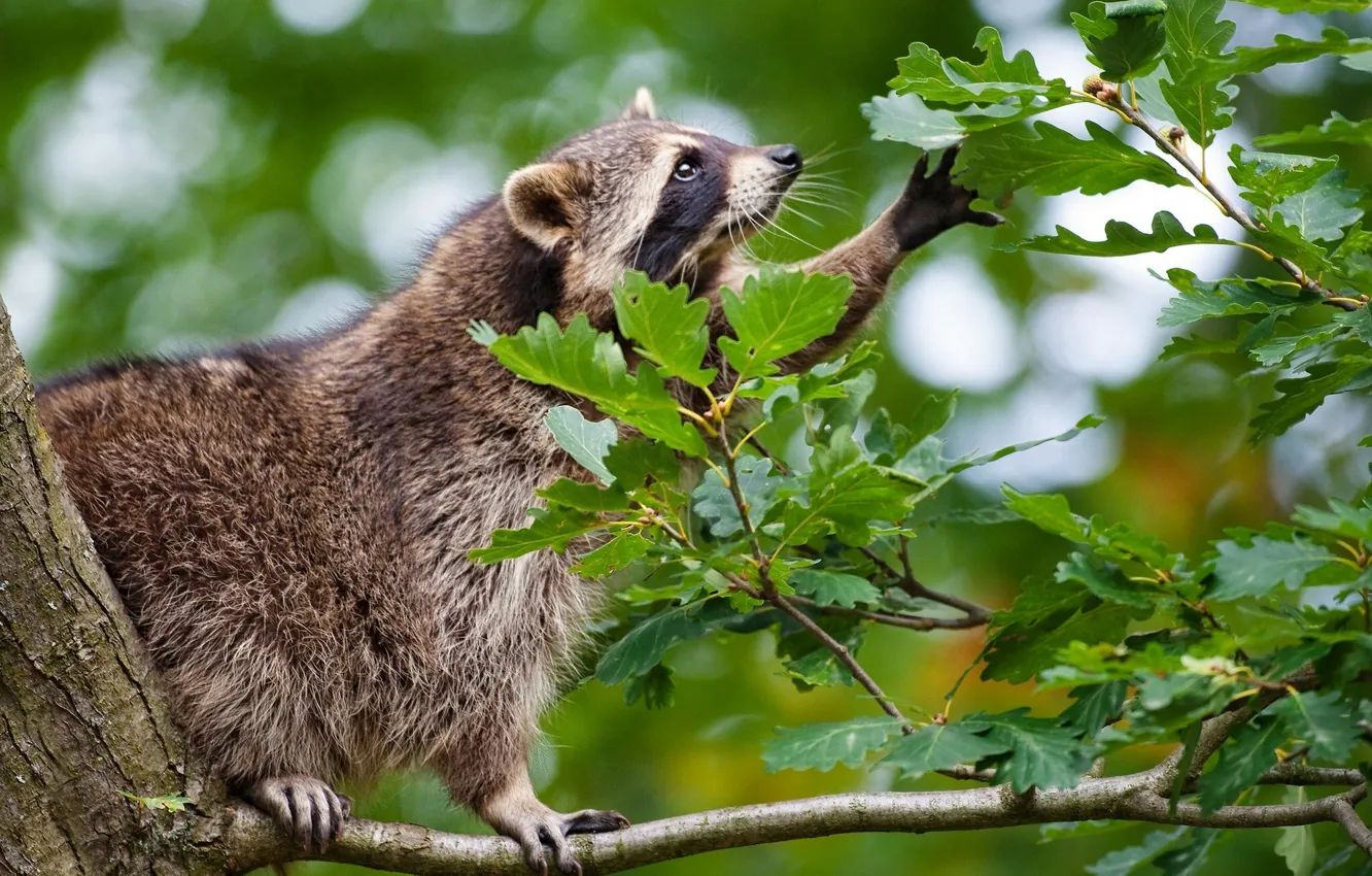 Photo wallpaper leaves, branches, raccoon, oak