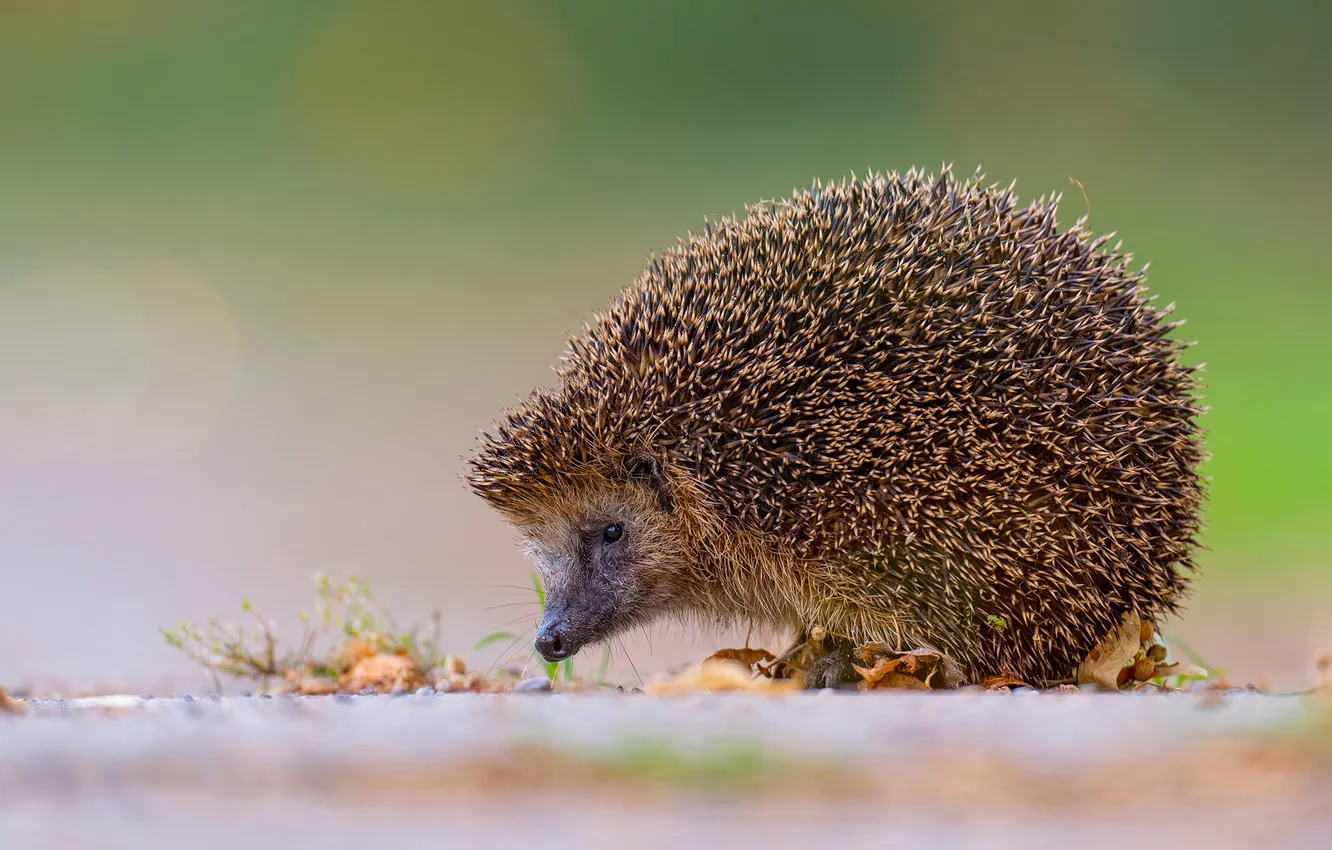 Photo wallpaper nature, muzzle, hedgehog, green background, hedgehog, hedgehog, hedgehog