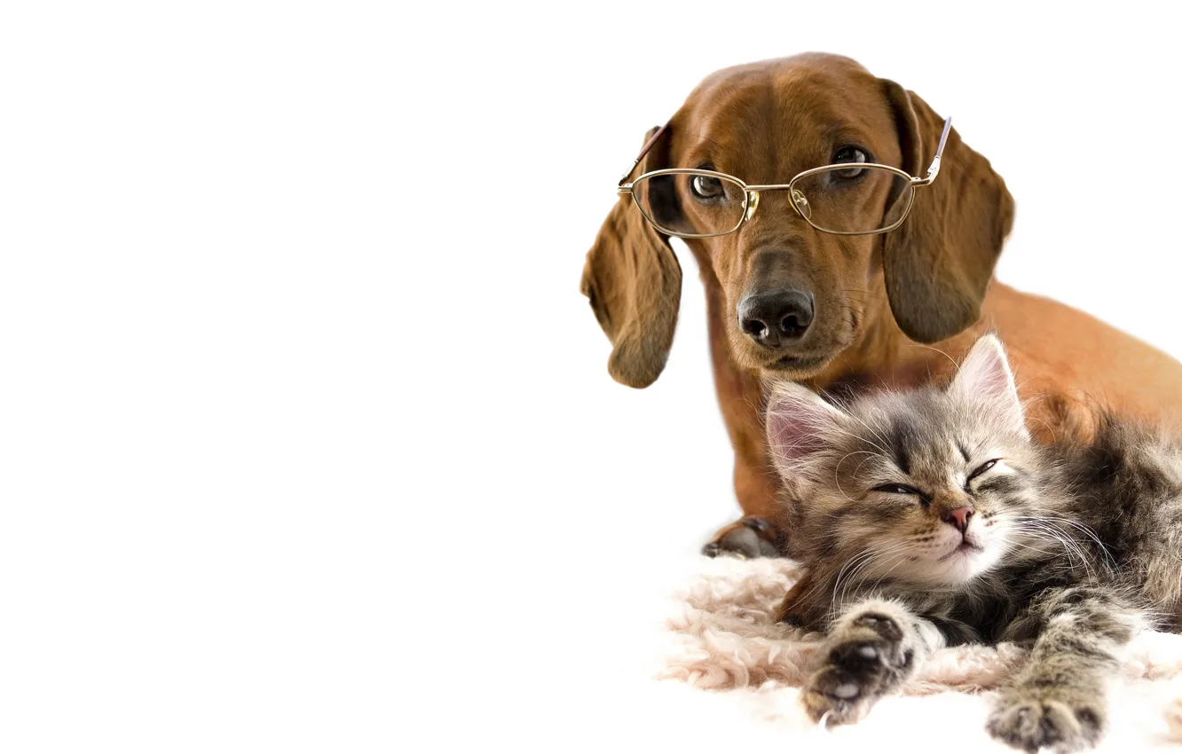 Photo wallpaper cat, each, dog, glasses, white background, Dachshund, kitty