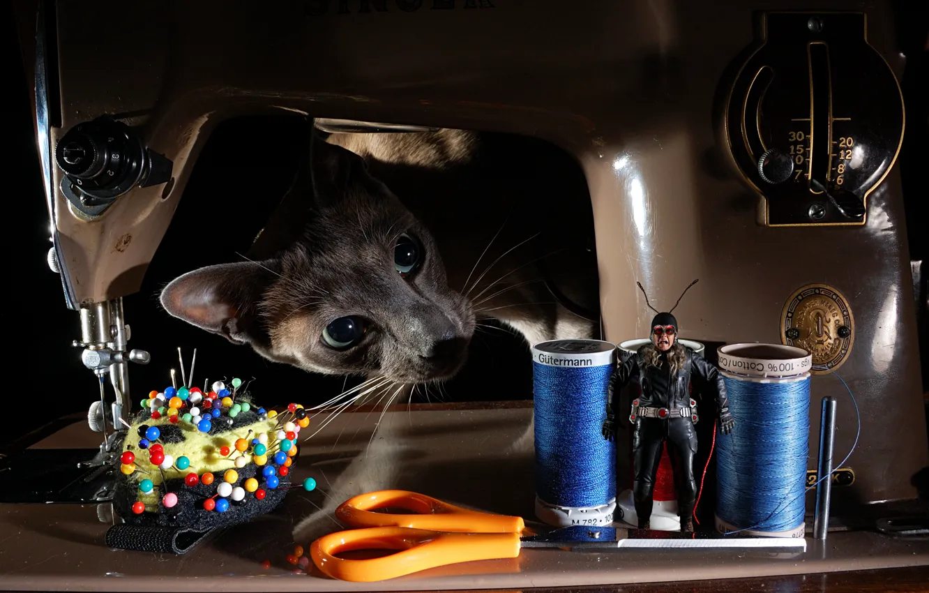 Photo wallpaper cat, face, needles, fear, woman, the situation, men, costume