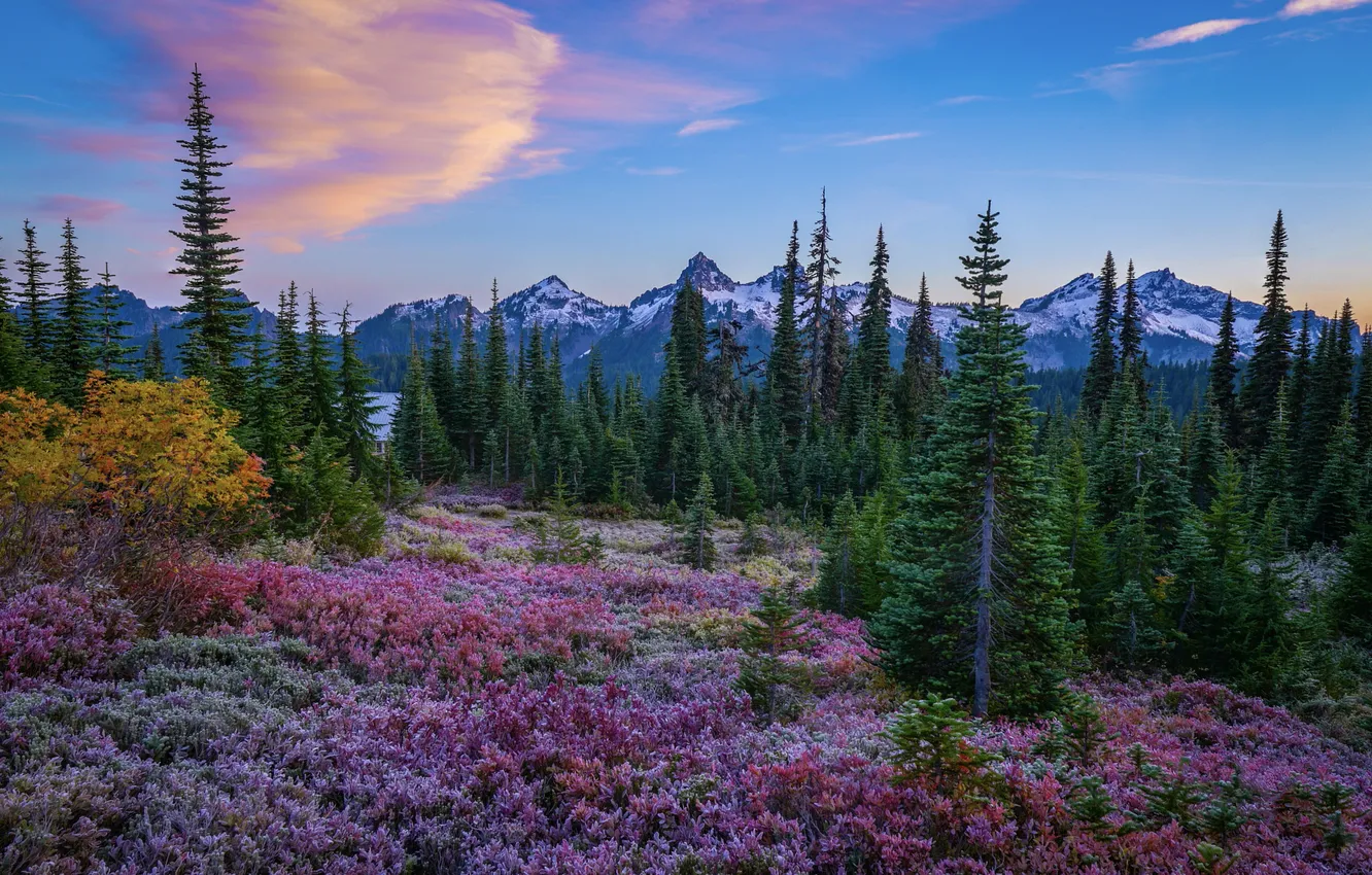 Photo wallpaper forest, the sky, clouds, flowers, mountains, blue, glade, tops