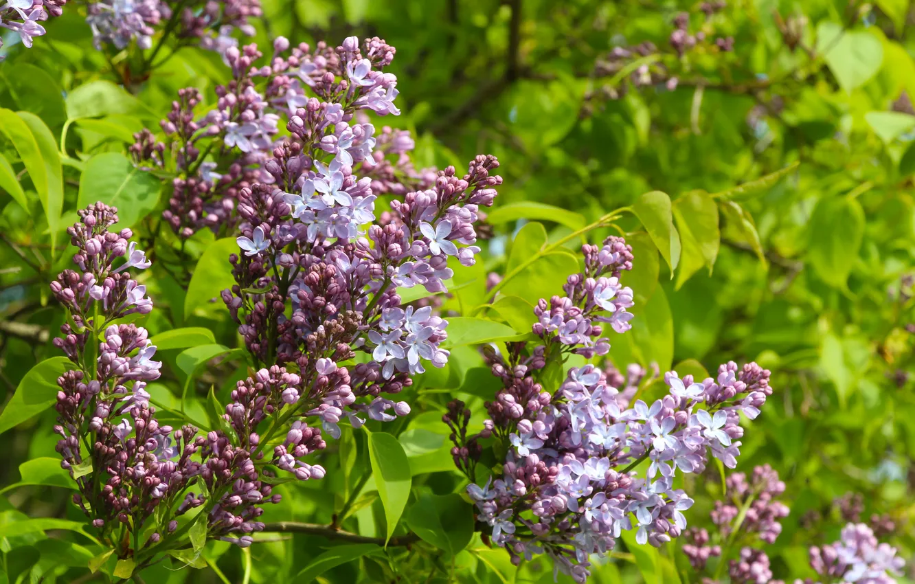 Photo wallpaper flower, spring, lilac, blooming