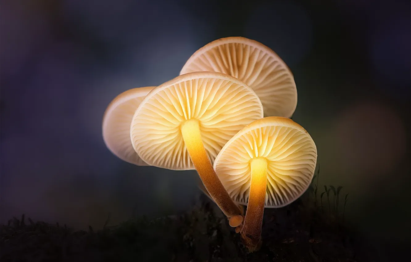 Photo wallpaper forest, macro, light, mushrooms