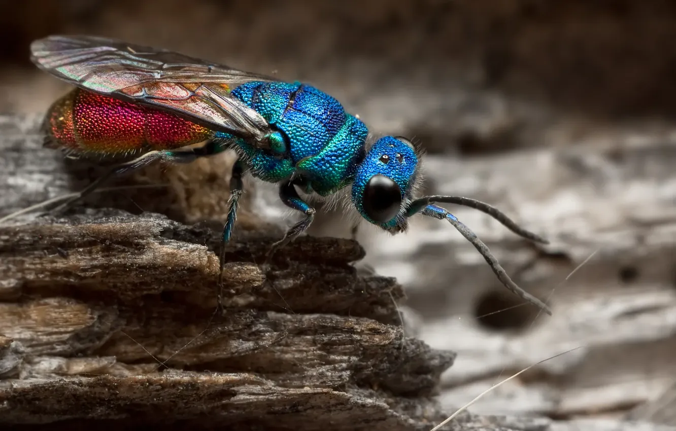 Photo wallpaper nature, macro, insect, nature, insects, blue wasp, The blue wasp, Macro photography