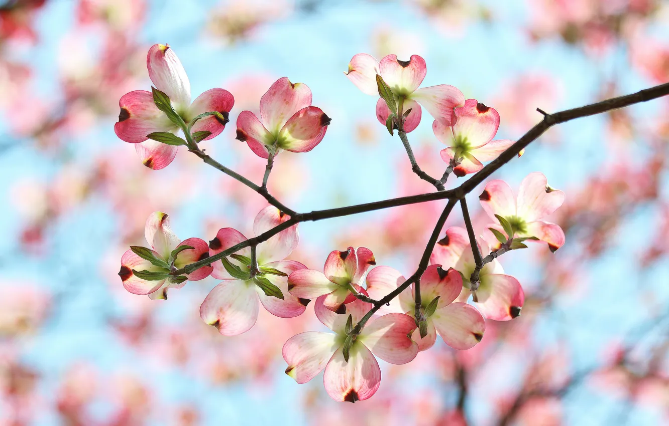 Photo wallpaper the sky, flowers, branches, spring, petals, garden