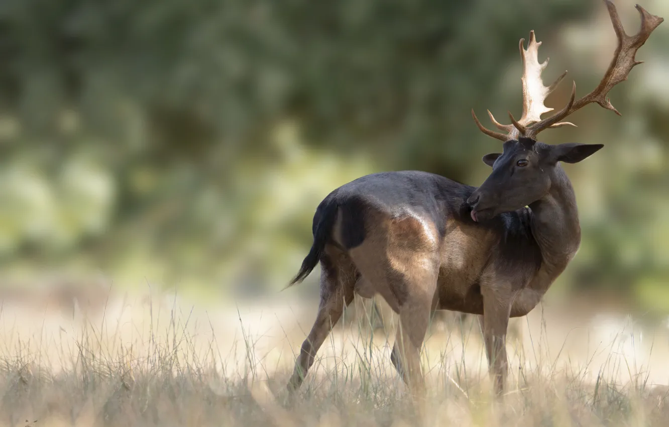 Photo wallpaper grass, pose, deer, horns, bokeh, blurred background