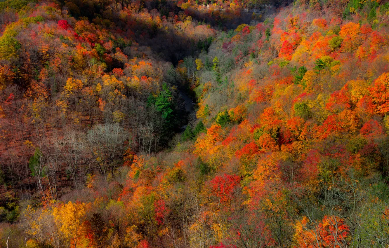 Photo wallpaper autumn, forest, trees, mountains, branches, nature, rocks, thickets